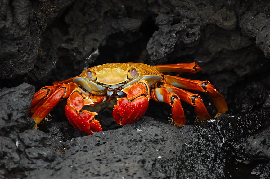 Vibrant Red and Gold Crab on Dark Volcanic Rock
