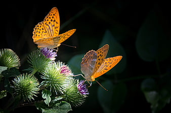 Two Orange Fritillary Butterflies on Purple Thistle Flowers