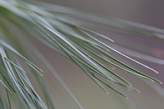 Close-up of pine needles with soft blurred background