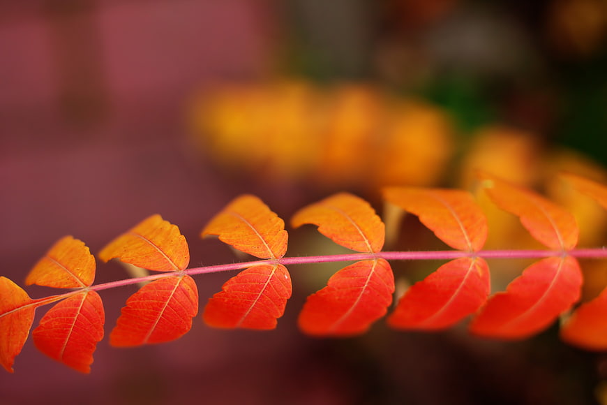 Close-up of vibrant orange and red autumn leaves on a branch