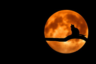 Silhouette of Cat on Branch Against Giant Orange Moon