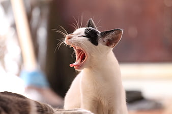Cute Black and White Kitten Yawning Close-Up