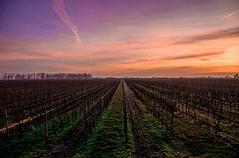 Vineyard Rows at Sunset with Colorful Sky