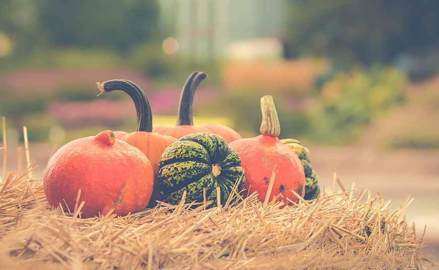 Autumn pumpkins and gourds on a hay bale