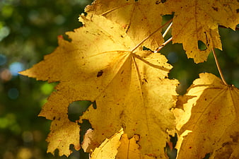 Close-up of golden autumn maple leaves backlit by sunlight