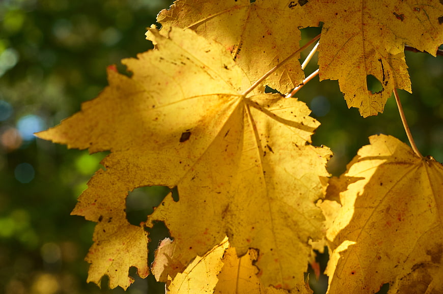 Close-up of golden autumn maple leaves backlit by sunlight