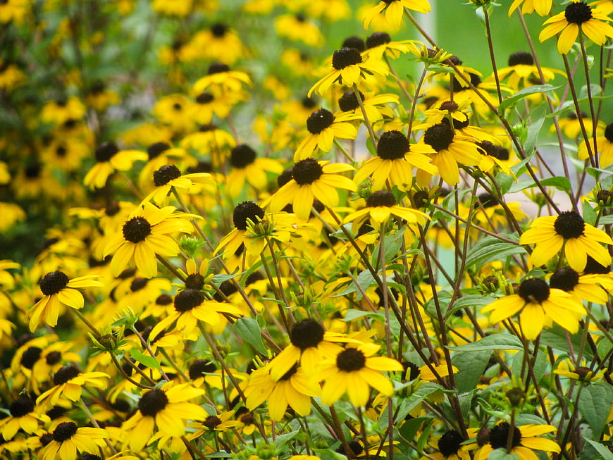 Vibrant yellow black-eyed susans blooming in a garden