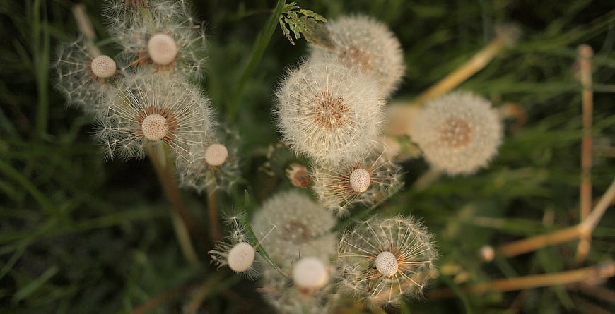 Close-up of fluffy dandelion seed heads in green grass