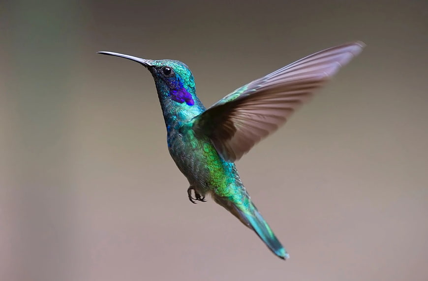 Vibrant Green Hummingbird in Flight with Purple Throat