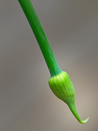 Close-up of a green flower bud on a stem