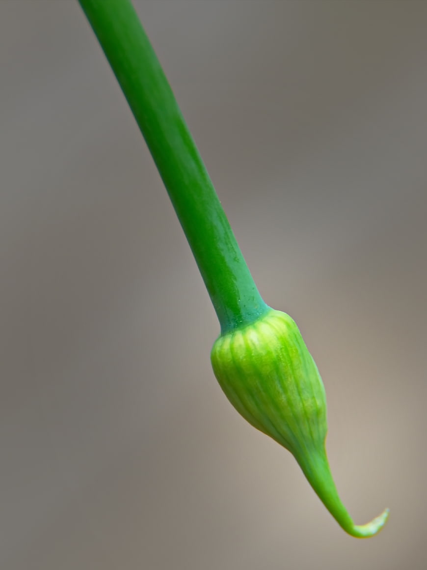 Close-up of a green flower bud on a stem