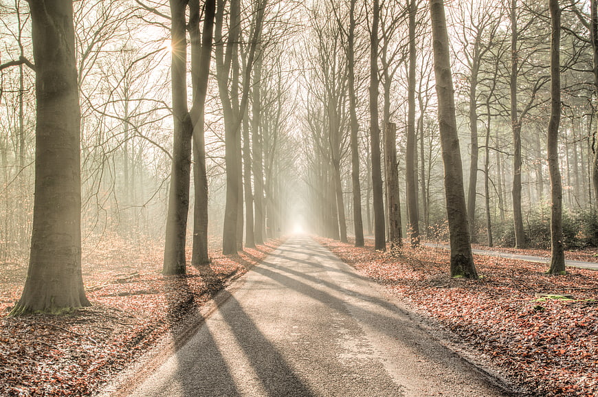 Misty forest road with sun rays and autumn leaves