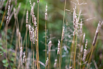 Close-up of tall dried grass stalks with green bokeh background