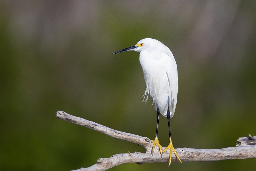 Snowy Egret Perched on Branch in Natural Habitat