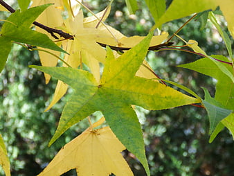 Close-up of yellowing maple leaves on a branch