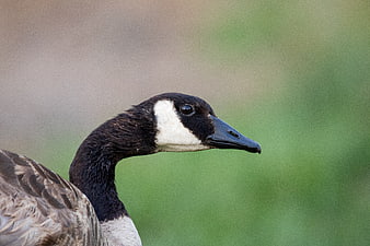 Close-up portrait of a Canada goose head in profile