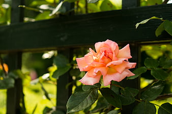 Pink Rose Bloom on Wooden Trellis in Garden