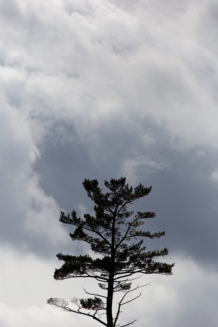 Silhouette of a tall pine tree against a dramatic cloudy sky
