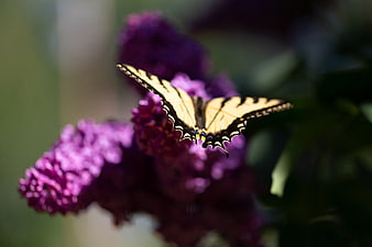 Yellow Swallowtail Butterfly on Purple Butterfly Bush Flower