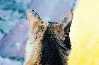 Close-up of a cat's ears with blurred background