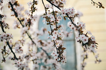 Delicate White Blossoms on Branches with Soft Background