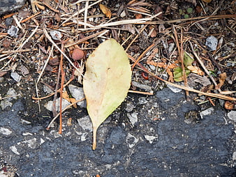 Fallen yellow leaf on wet ground with twigs and stones