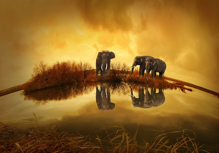 Three elephants on island with reflection in golden water