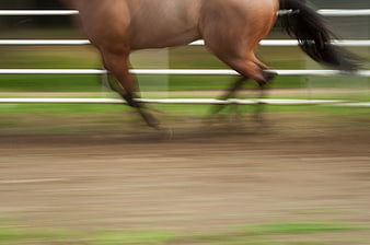 Brown Horse Galloping Fast on Dirt Track with Motion Blur