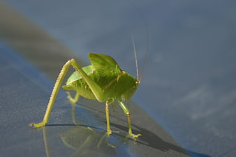 Close-up of a green katydid on a blue surface