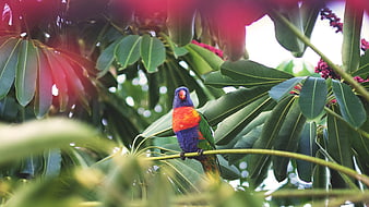 Colorful Rainbow Lorikeet Perched on Branch in Tropical Foliage