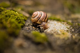 Close-up of a snail crawling on mossy ground