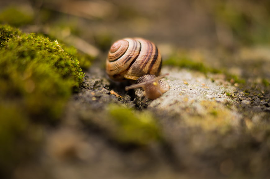 Close-up of a snail crawling on mossy ground