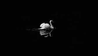 Solitary white swan swimming in dark water black and white