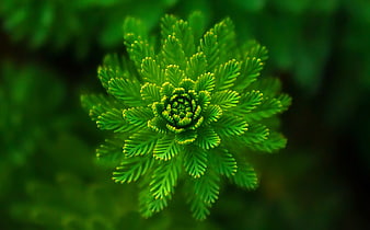 Close-up of Green Fern Spiral with Blurred Background