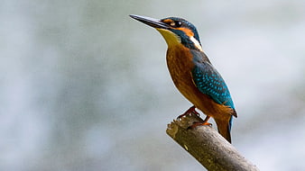 Common Kingfisher Perched on Branch