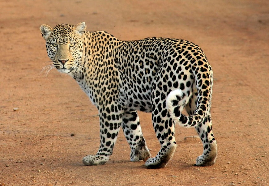 Leopard Walking on Red Dirt Path in African Savanna