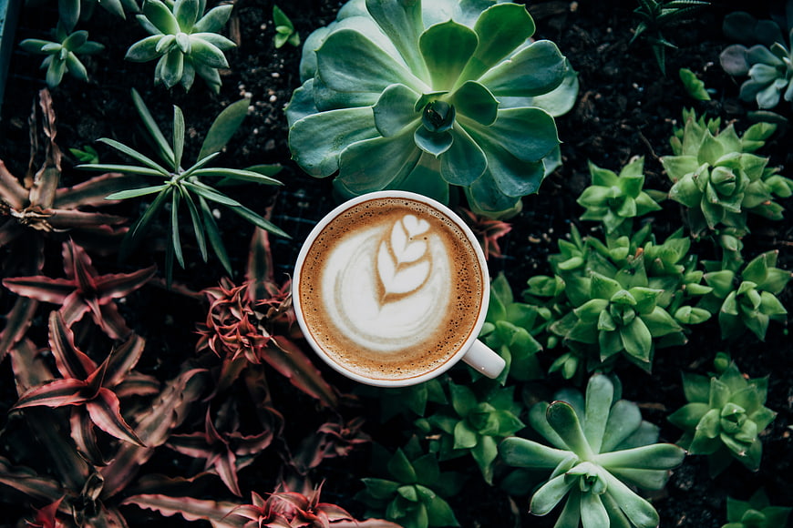 Top View of Latte Art Coffee Cup Surrounded by Succulents