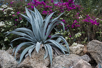 Blue Agave Plant Growing on Rocks with Purple Bougainvillea