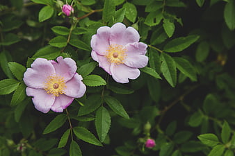 Close-up of delicate pink wild roses with yellow centers