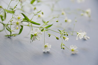Delicate White Gypsophila Flowers on Blue Background