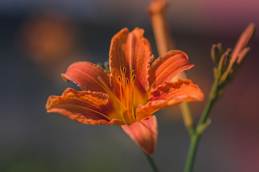 Close-up of vibrant orange daylily flower in bloom