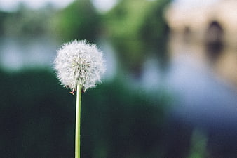 Close-up of a white dandelion seed head against a blurred background