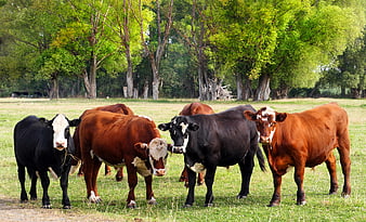 Herd of Cows Standing in Green Pasture with Trees