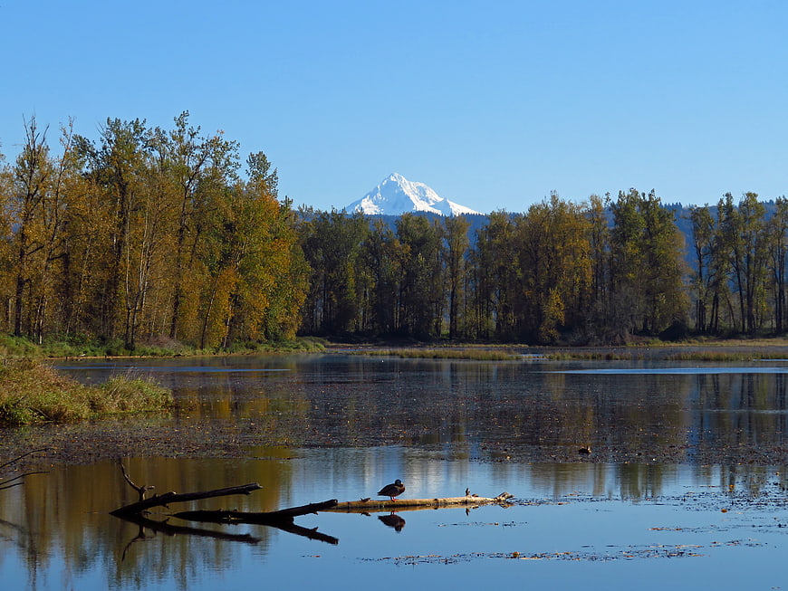 Autumn landscape with snow-capped mountain and bird on log