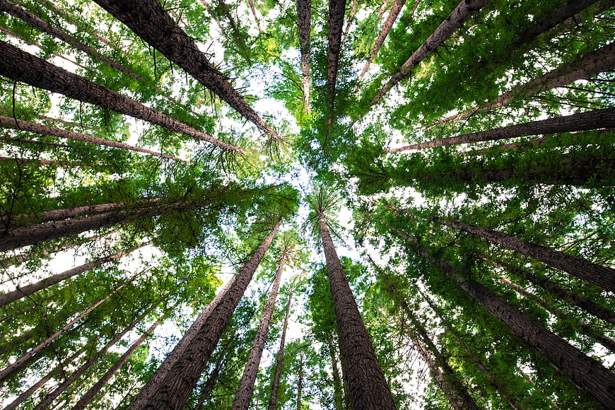 Worm's eye view of tall pine trees in a dense green forest