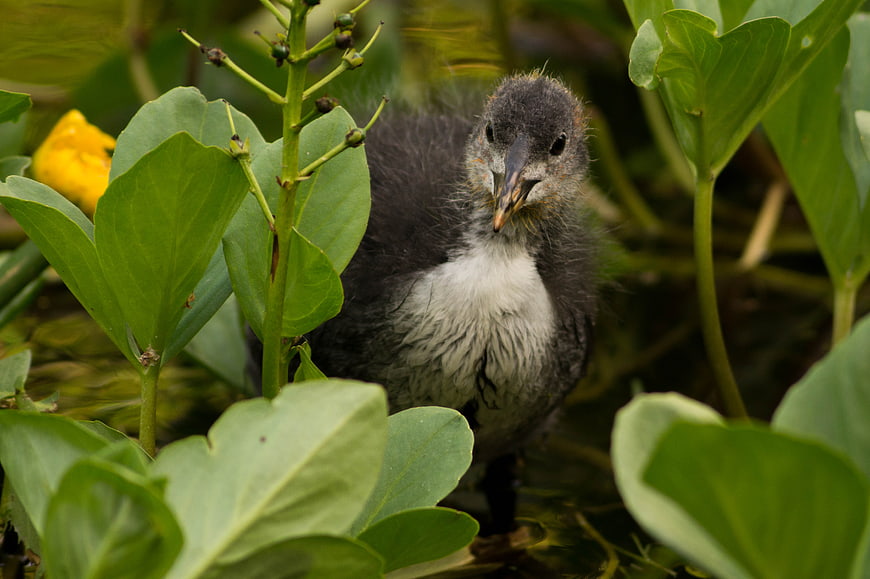 Cute Coot Chick Nestled Among Green Water Plants