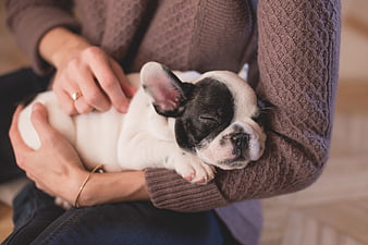 Sleeping French Bulldog Puppy in Woman's Arms