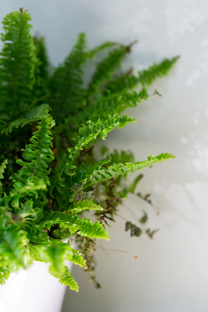 Close-up of lush green fern leaves against white wall