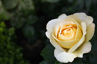 Close-up of a delicate yellow rose bloom against dark green foliage