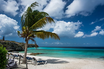 Tropical Beach with Palm Tree and Turquoise Water